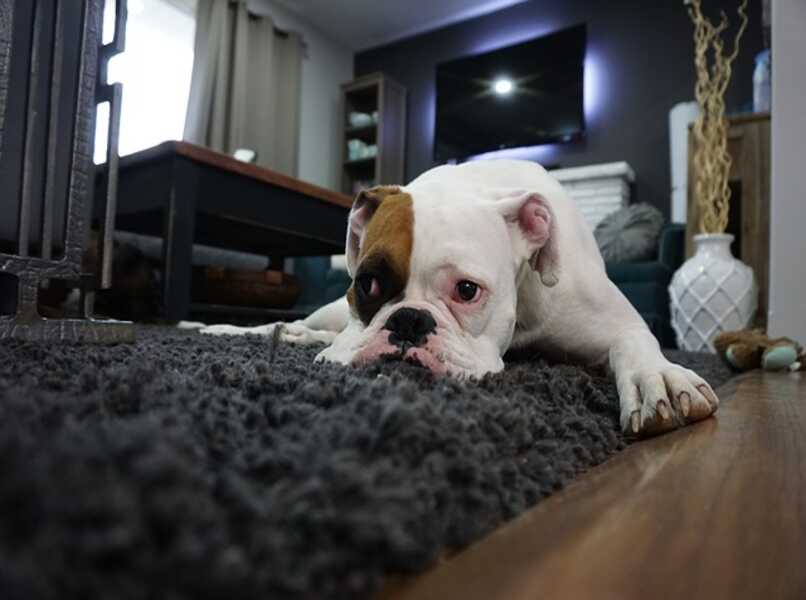 perro triste en alfombra