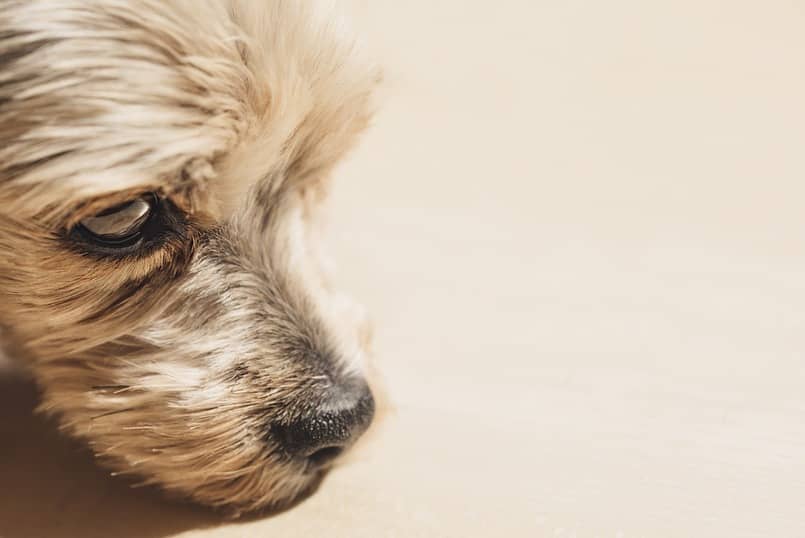 las visceras pueden enfermar a tus perros