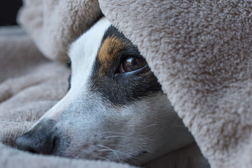 perro triste bajo una manta