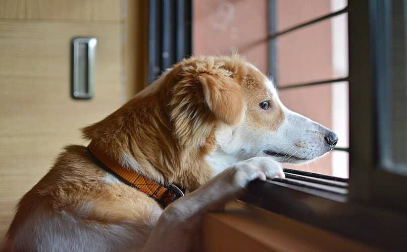 perro mirando tras la ventana