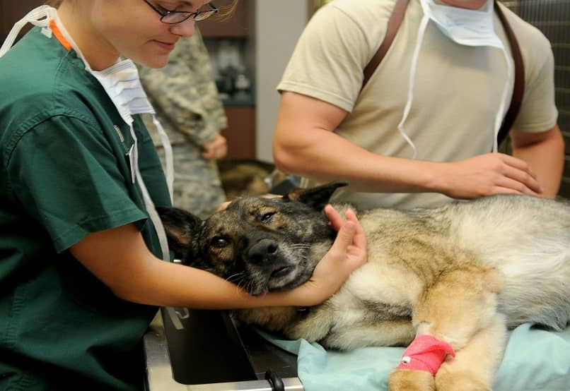 especialista preparando a un perro para eutanasia