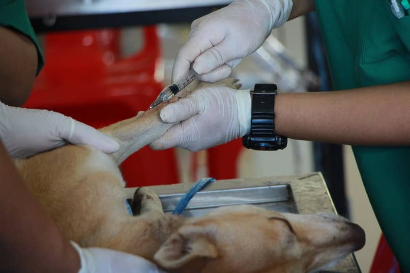 como se puede curar la hepatitis en perros