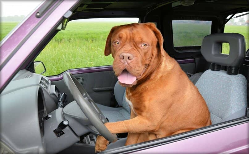 perro en asiento de piloto de carro