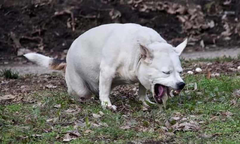 perro blanco vomitando