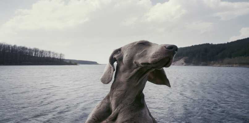 perro disfrutando el lago