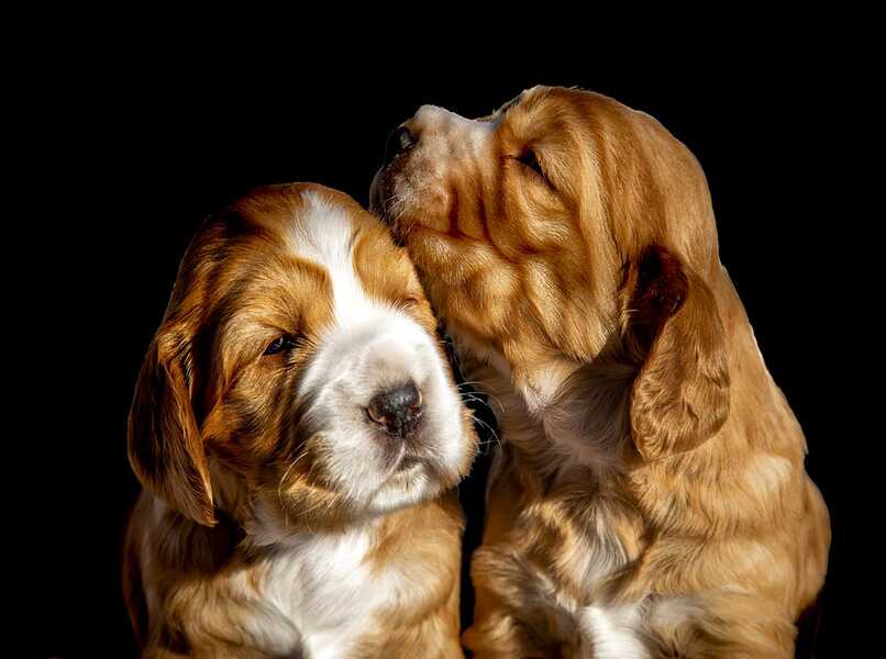 perros hermanos lindos