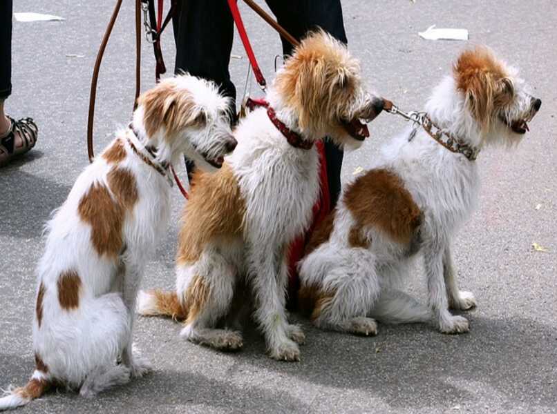 perros en la calle de paseo