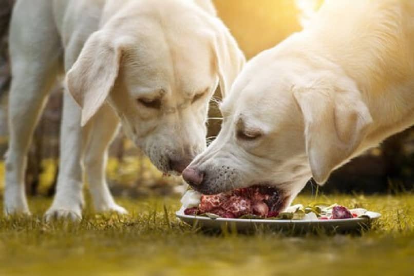 perros comiendo plato carne