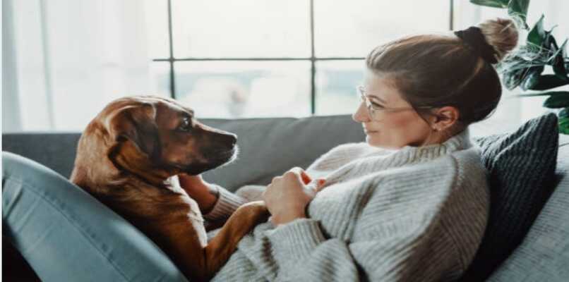 perritos la mejor compania