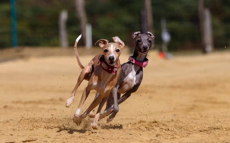 perros galgo en competencia de velocidad