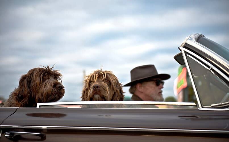 perros dentro de coche convertible