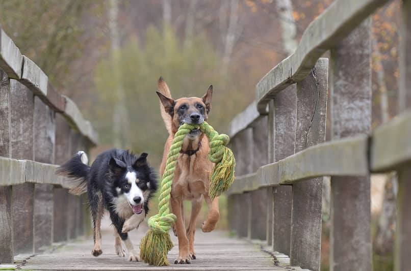 dos perros jugando con cuerdas