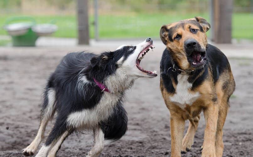 perra peleando con otros perros del area