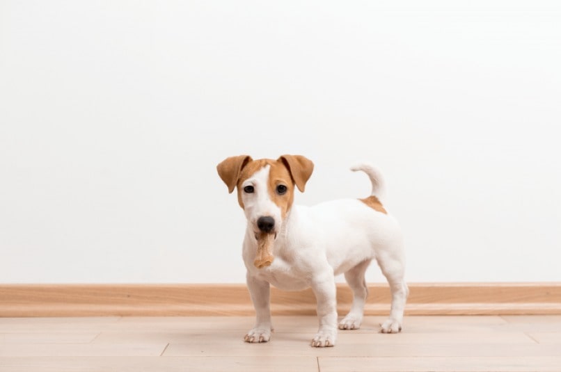 perro pequeno color blanco con cara manchada