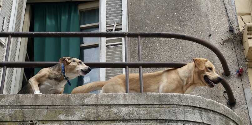 cuidados y proteccion para perros en balcon