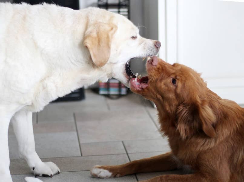 perros peleando de color marron y blanco