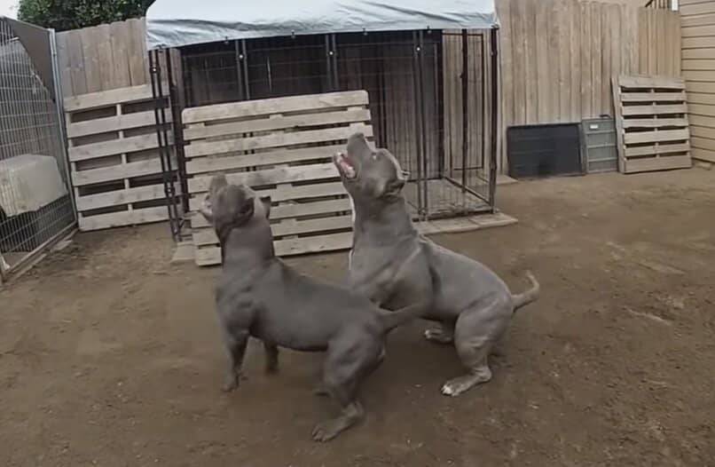 canes de raza pitbull haciendo actividades fisicas