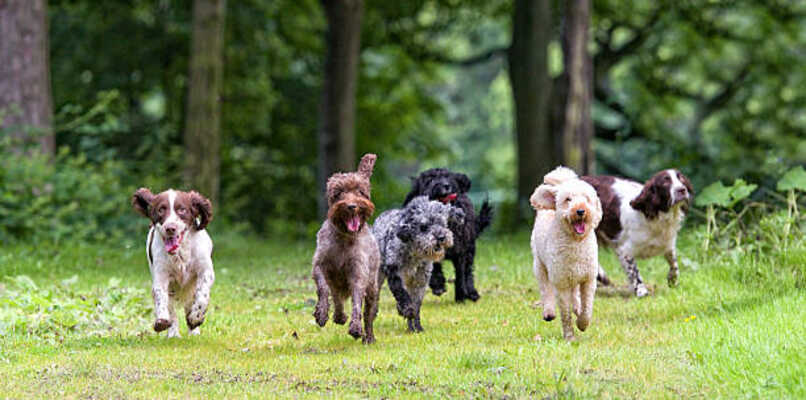 perros pertenecientes a razas de terriers