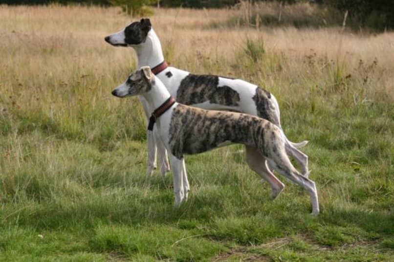 caracteristicas perros whippet