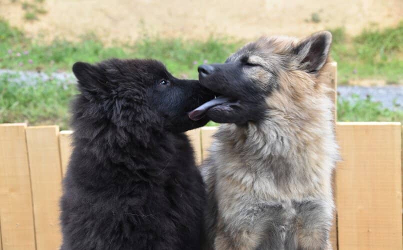 perros intentando lamer las orejas del otro