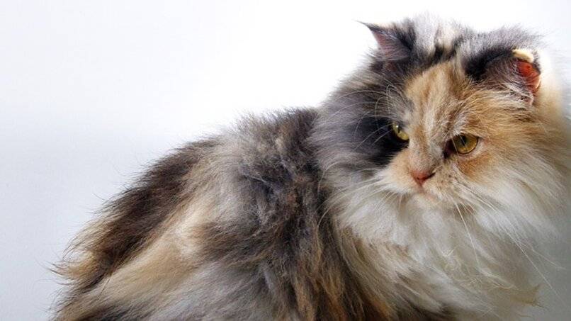gato tricolor angora