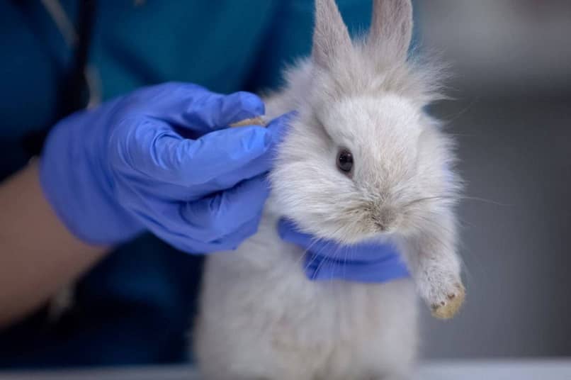 veterinario revisar conejo