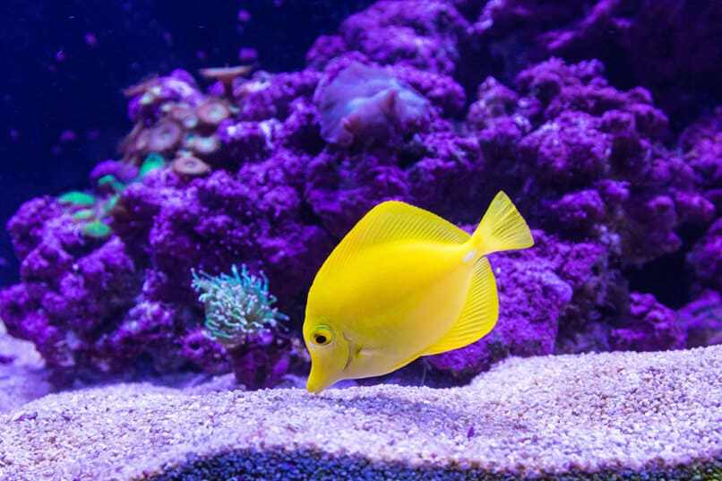 pez amarillo acuario