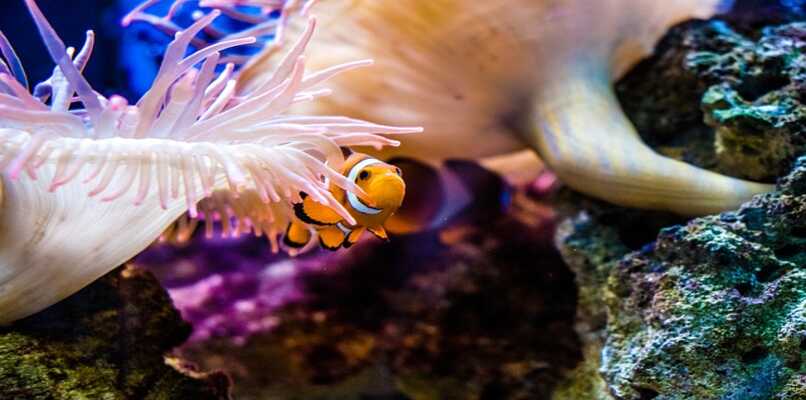 pez payaso en una anemona
