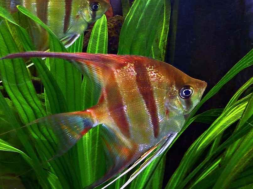 pez angel dorado en acuario