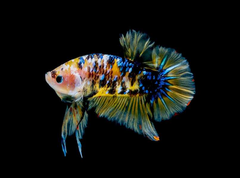 pez colores variados