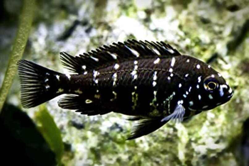 pez negro blanco