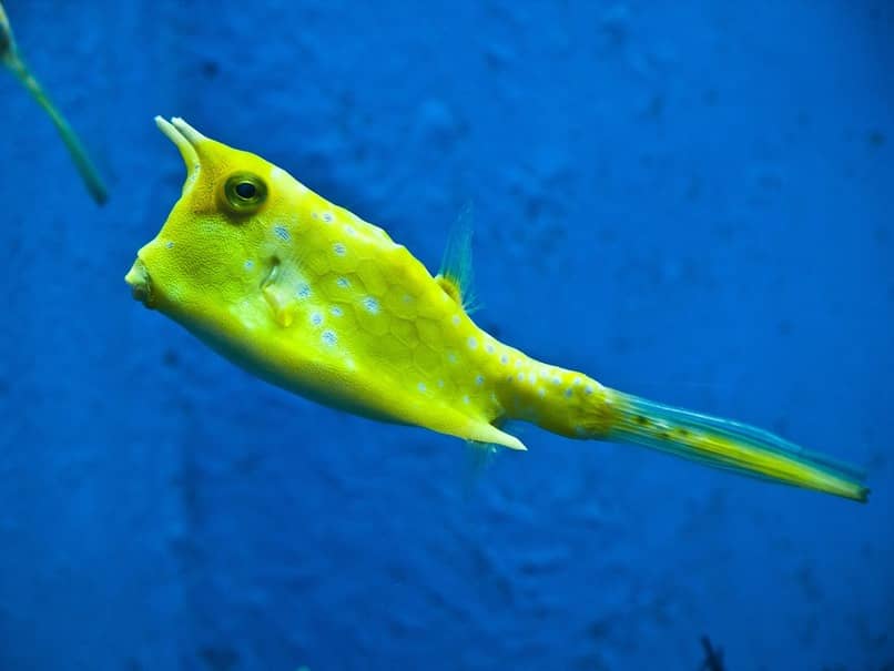 pez amarillento muy llamativo 
