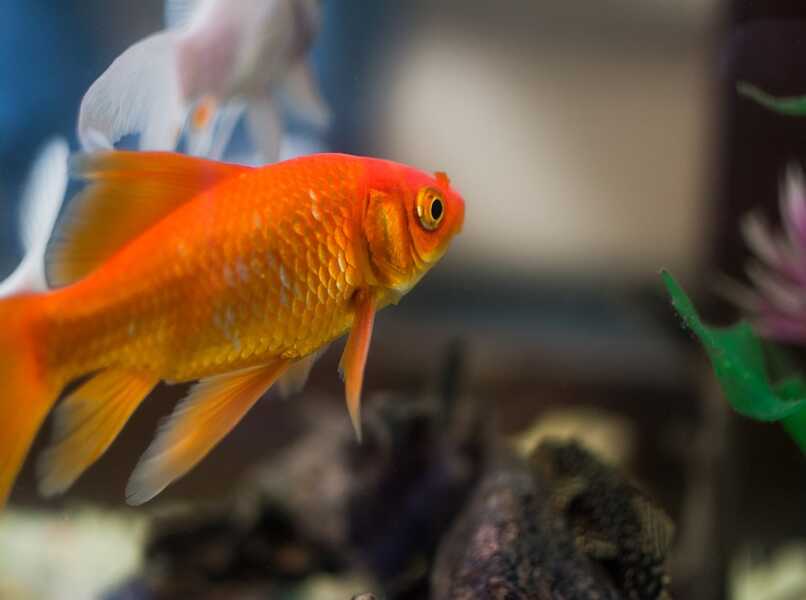 pez chiquito naranja