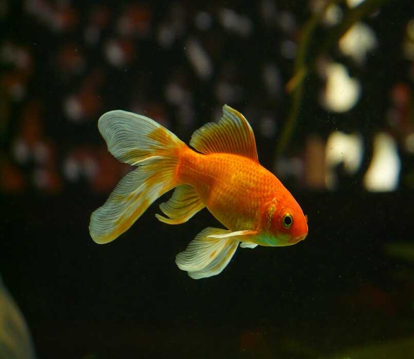 pez rojo pequeño en el agua