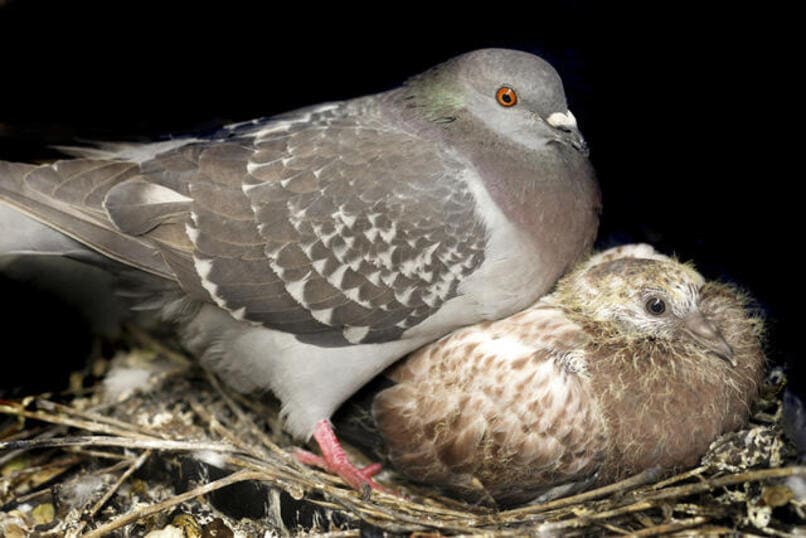 pichon de paloma en nido 