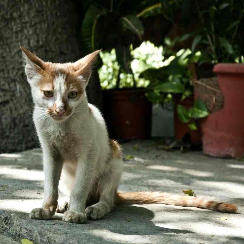 gato flaco color blanco amarillo