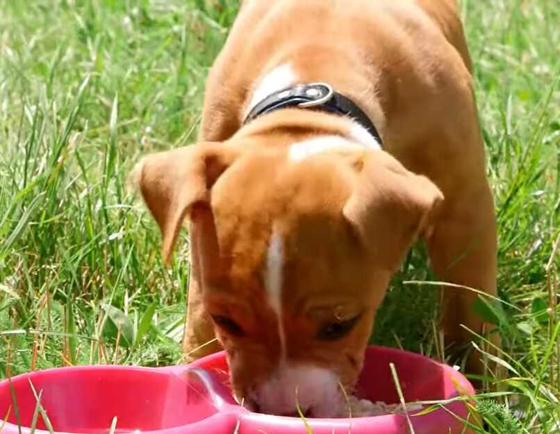 pitbull cachorro comiendo pienso mojado