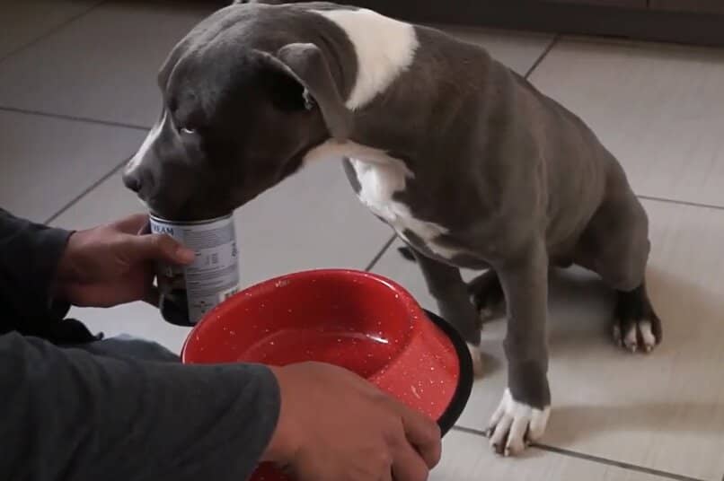 perro comiendo alimento humedo en lata