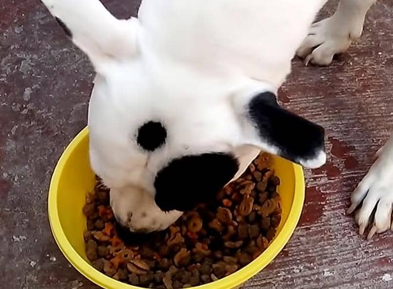 pitbull comiendo pienso con higado
