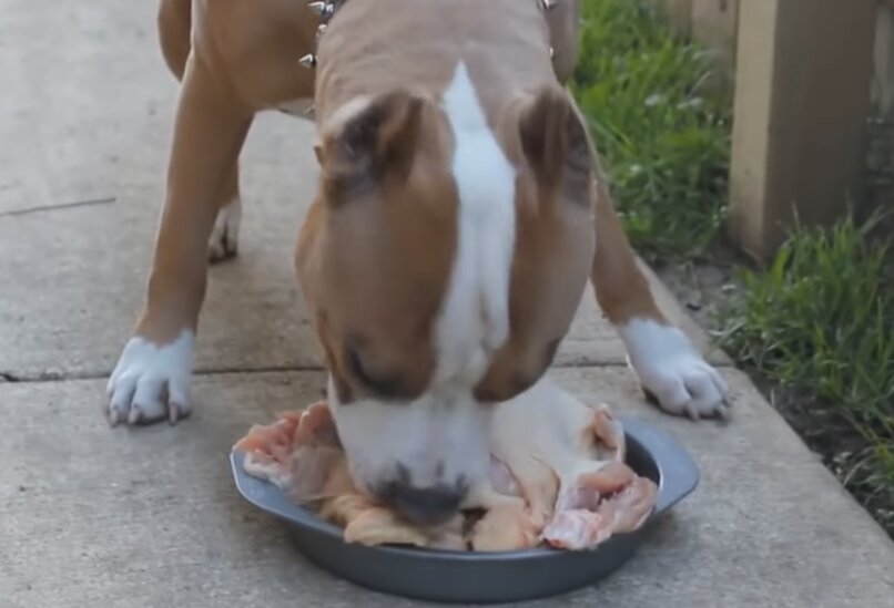 perro pitbull comiendo pedazos de pollo
