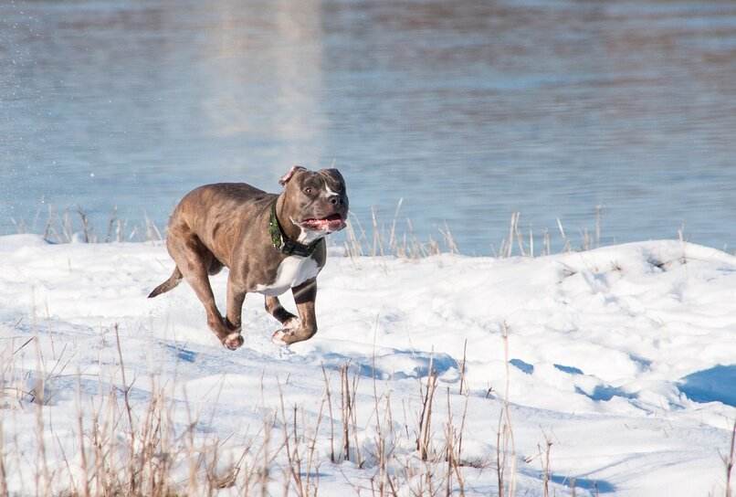 pit bull terrier corriendo nieve