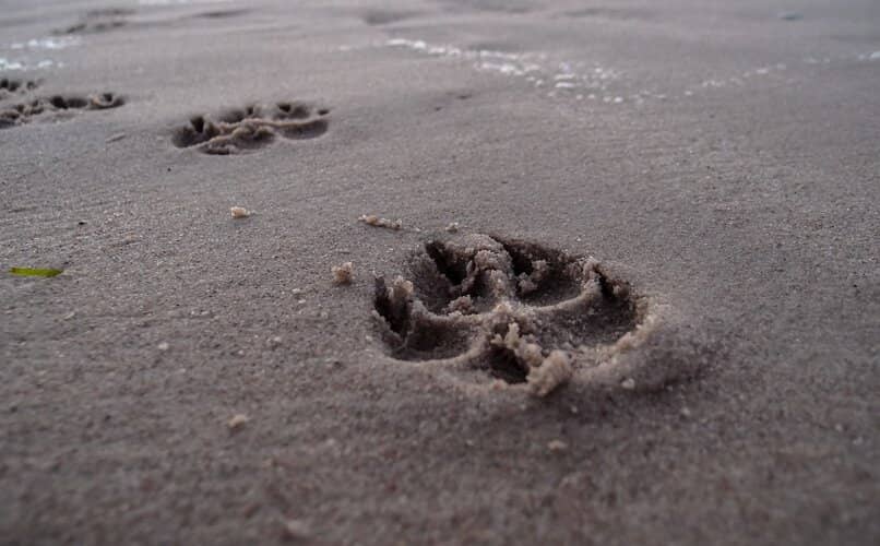huella del perro milenario en la playa