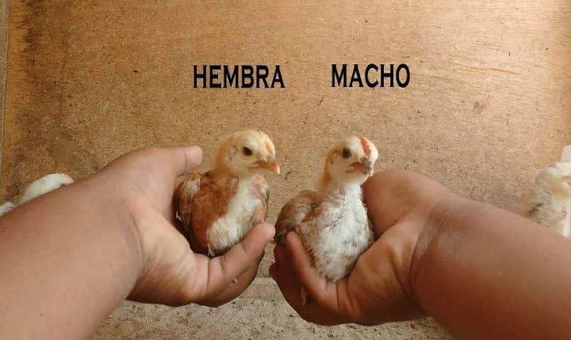 Como saber si un pollo es macho o hembra