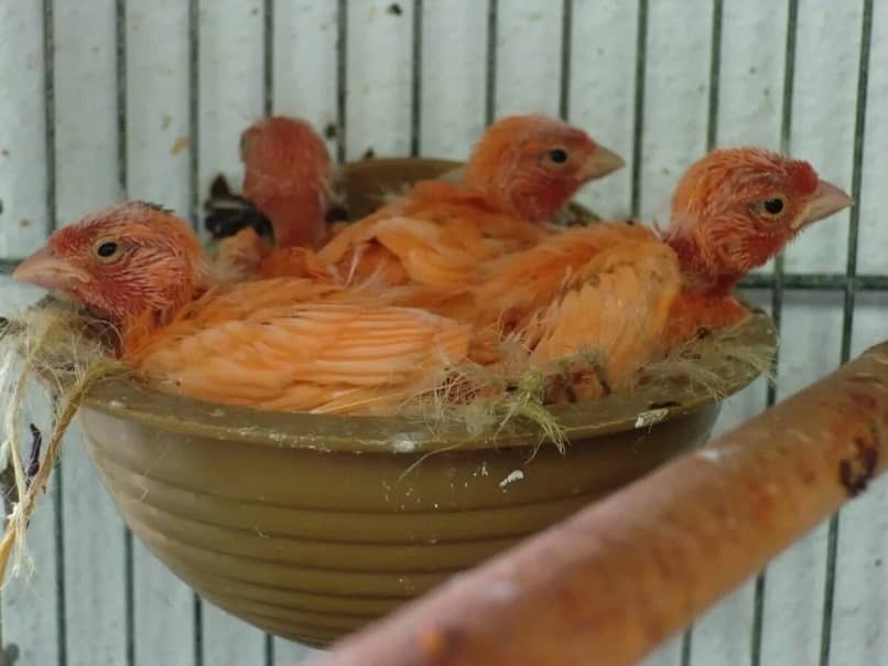polluelos canarios