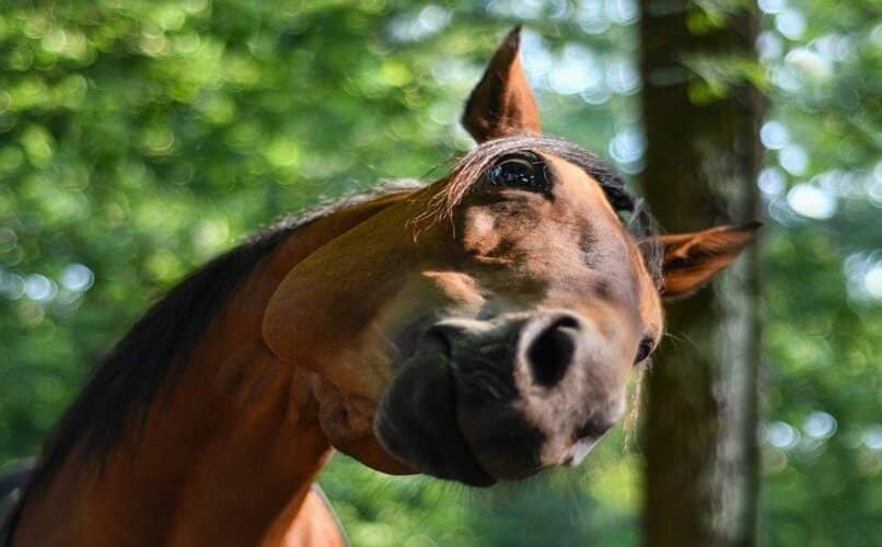 caballo gracioso