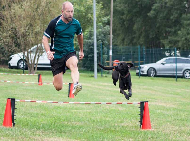 entrenamiento canino