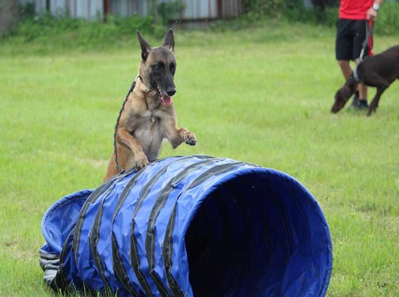 entrenamiento con obstaculos para perros