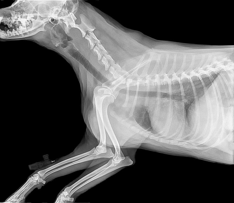 radiografía salud del perro