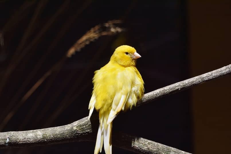 los canarios necesitan cuidados especiales para sus crias
