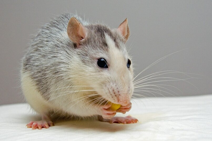 rata gris pequena
